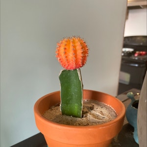 Moon Cactus plant photo by @MagicalClover named Fireball on Greg, the plant care app.