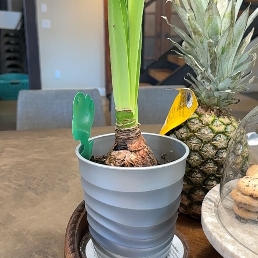 Photo of the plant species Double Blossom Peacock Amaryllis by @GaietyAlbo named Foxxy on Greg, the plant care app