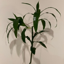 Dracaena 'Lisa' plant
