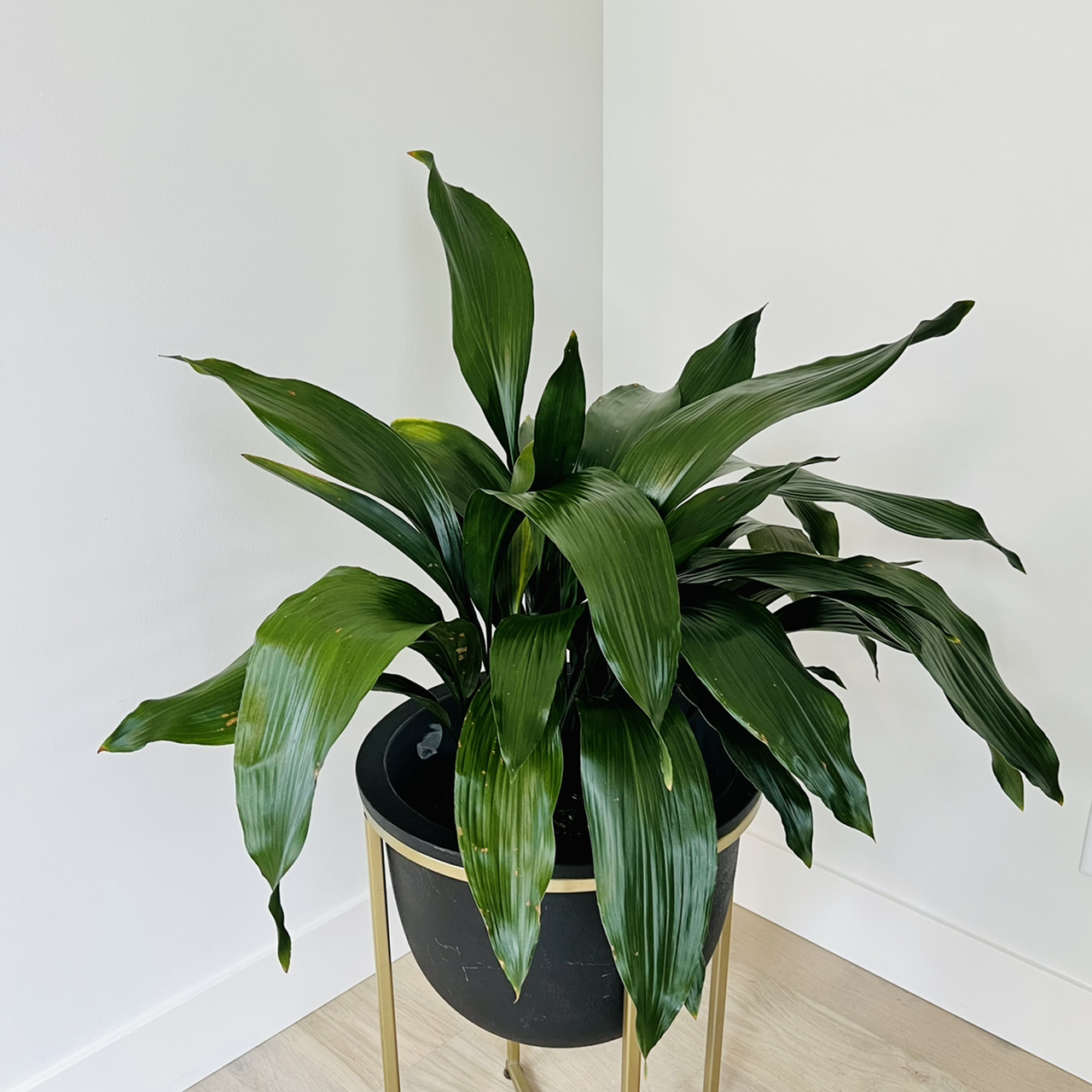 Photo of the plant species Cast Iron Plant by @dangermouse named Foyer Cast Iron on Greg, the plant care app