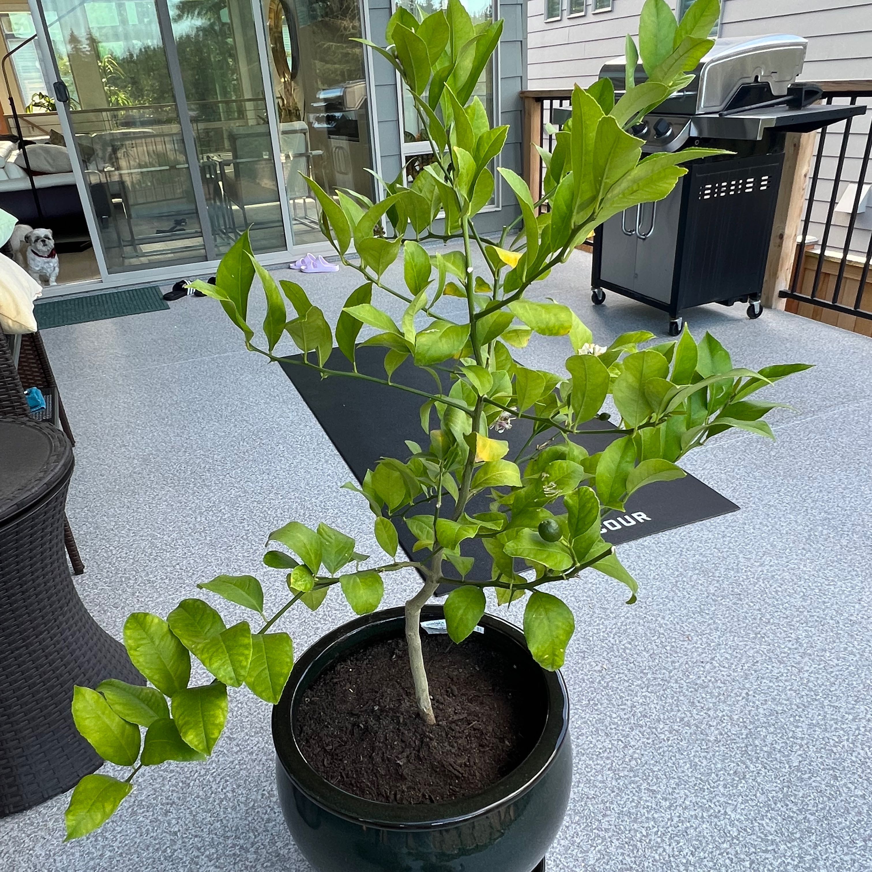 Potted Makrut Lime plant on a patio with healthy green leaves.
