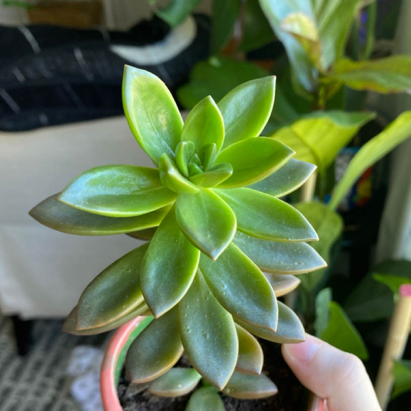 Sedum 'Firestorm' succulent with green leaves and reddish edges, held by a hand.