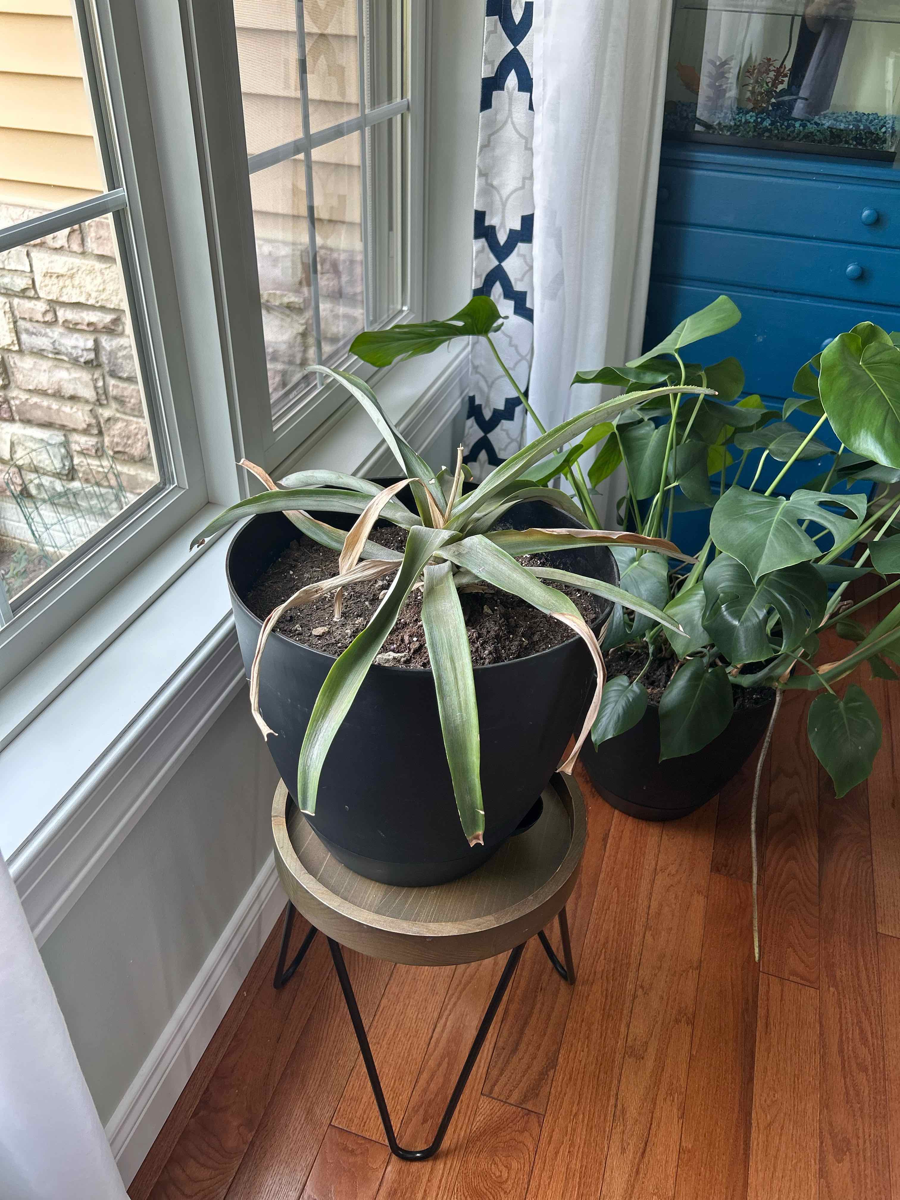 Pineapple uploaded to the Greg plant app by @MinG