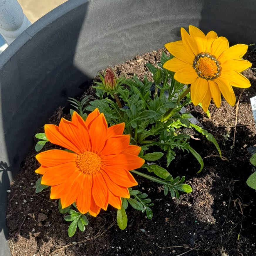 Potted Treasureflower plant with vibrant orange and yellow flowers.