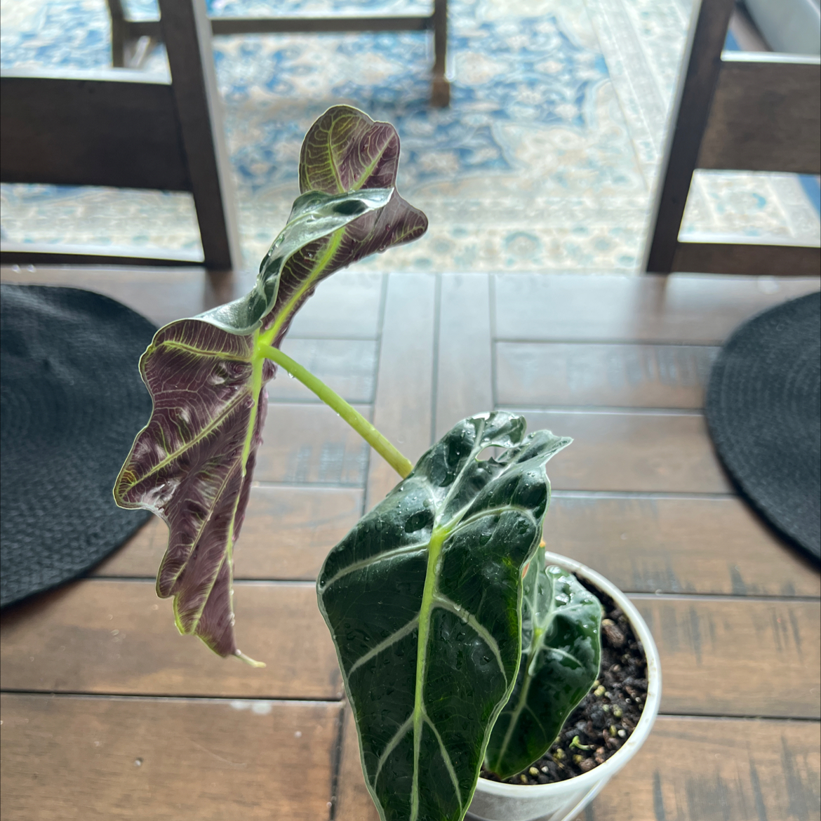 Alocasia Amazonica 'Polly' plant in a pot with visible yellowing and browning leaves.