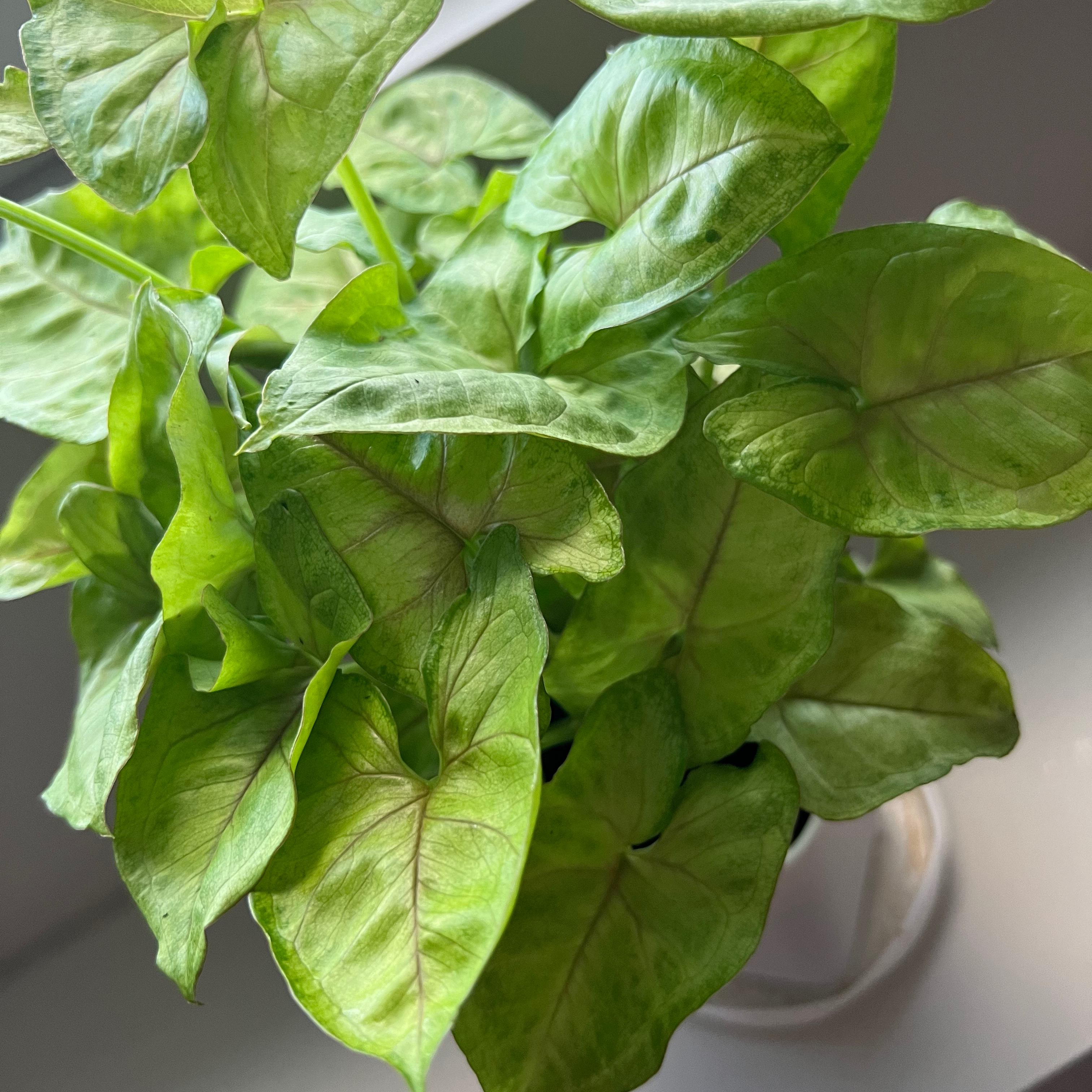 Syngonium 'Gold Allusion' plant with vibrant green leaves, well-lit and healthy.
