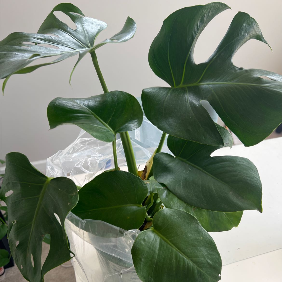 Sully | A plant by @AshleyK on Greg