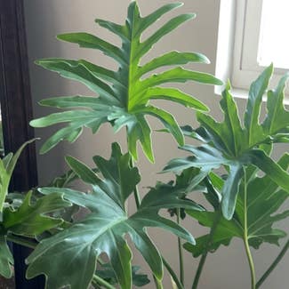 Split Leaf Philodendron plant in Somewhere on Earth