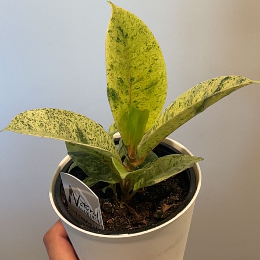 Ficus elastica 'Shivereana' plant in a white pot with variegated leaves.