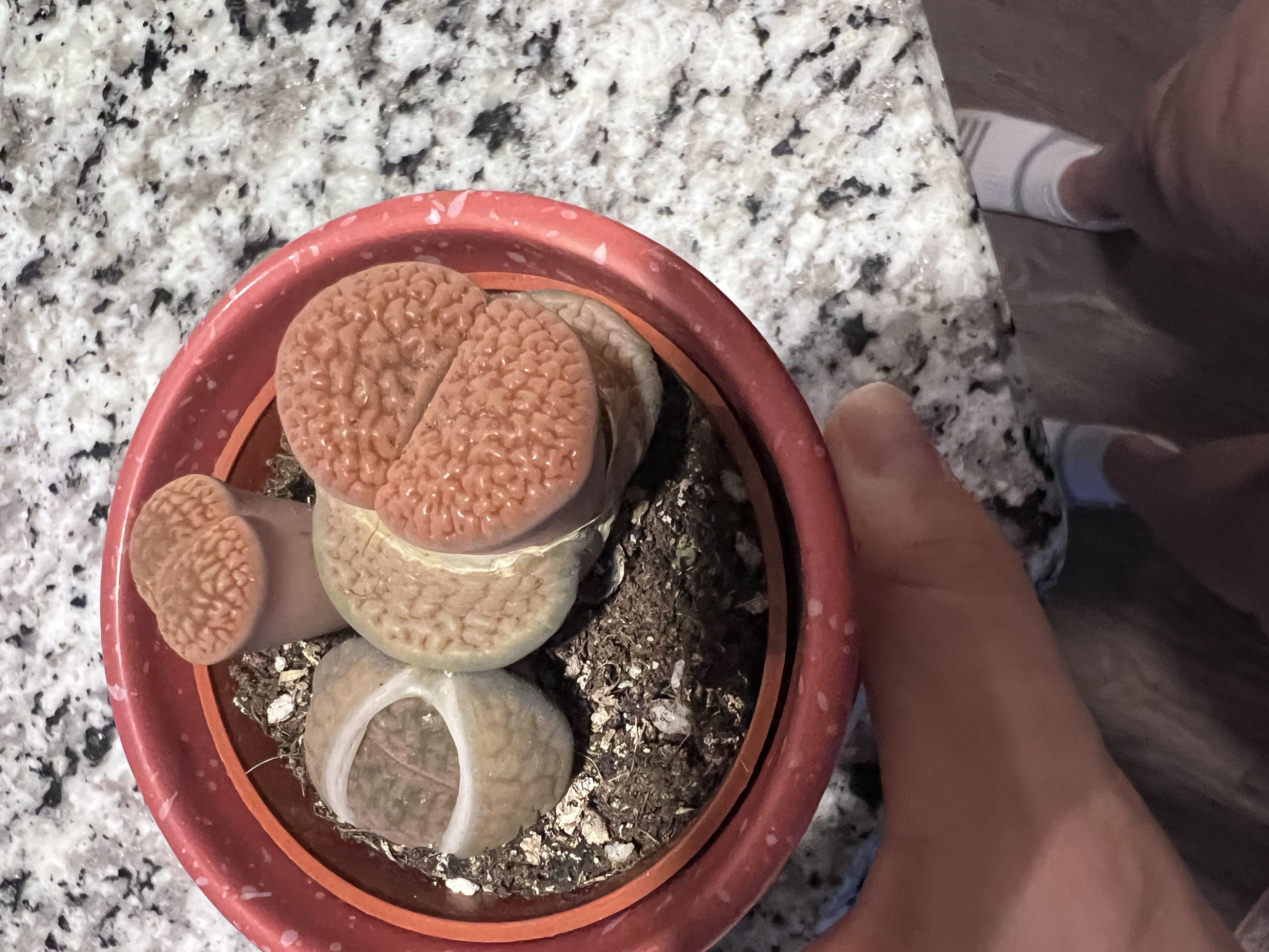 Lithops question