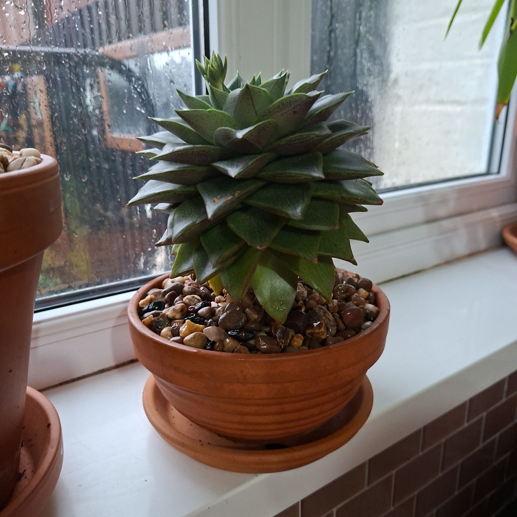 Photo of the plant species Echeveria 'Green Prince' by @MaMaReeT named Echeveria on Greg, the plant care app