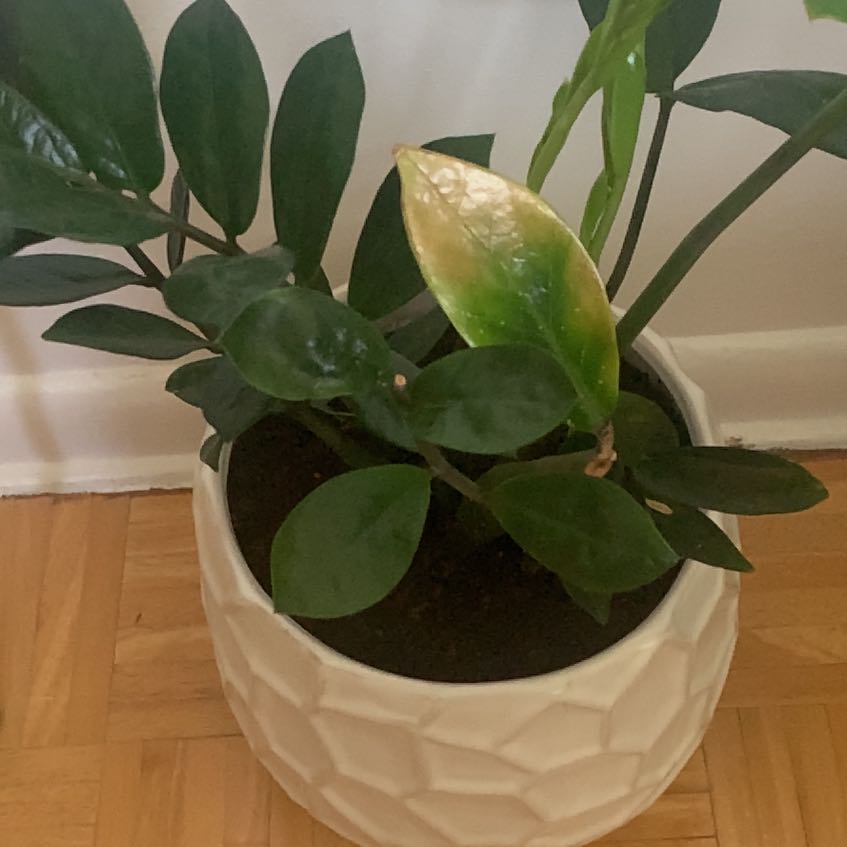 Morgan Treeman | A plant by @PatientWateroak on Greg
