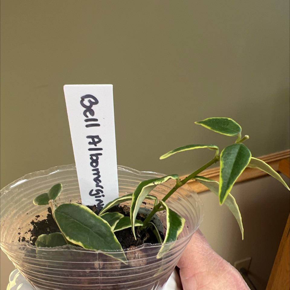 Hoya macrophylla 'Albomarginata' plant in a clear plastic container with visible soil and healthy green leaves.