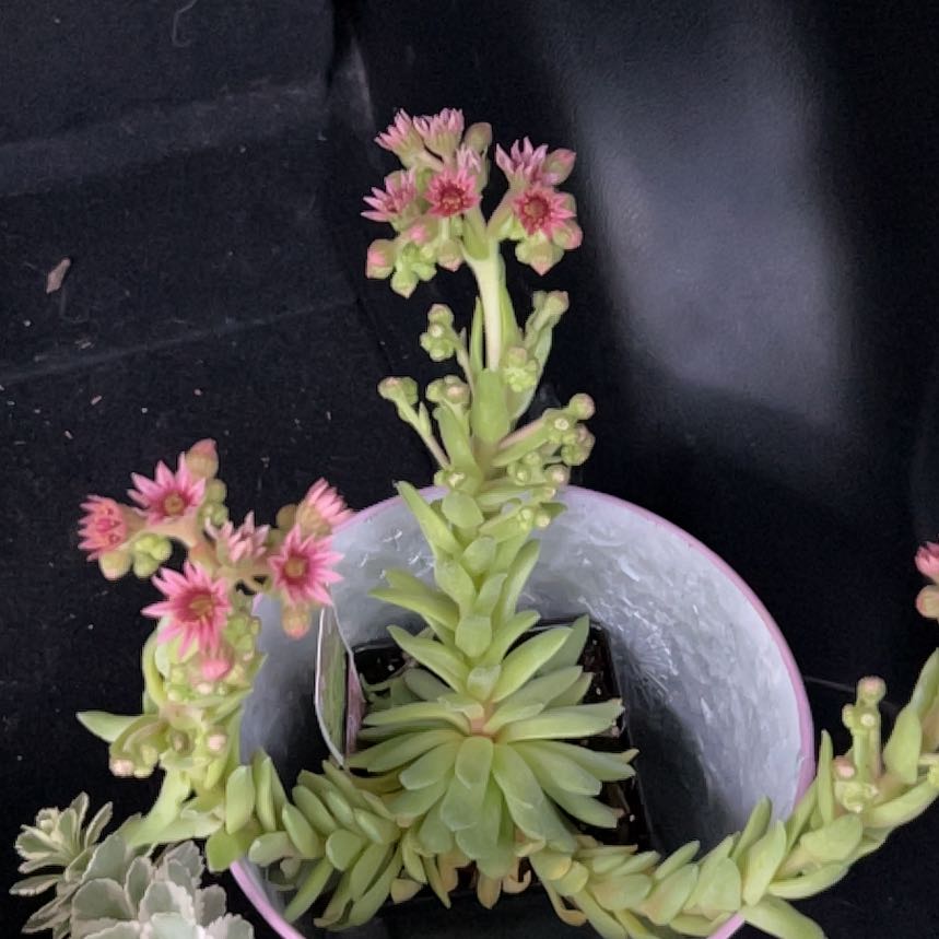 Palmer's Sedum plant in a pot with green leaves and pink flowers.