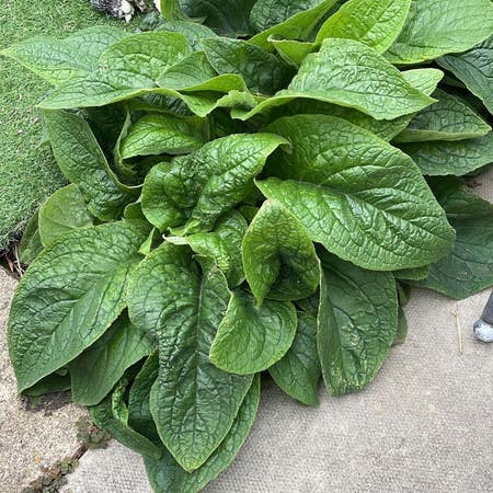 Photo of the plant species Common Comfrey by Tremendousanise named Your plant on Greg, the plant care app