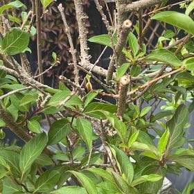 Photo of the plant species Border Forsythia by @TremendousAnise named McKinley on Greg, the plant care app