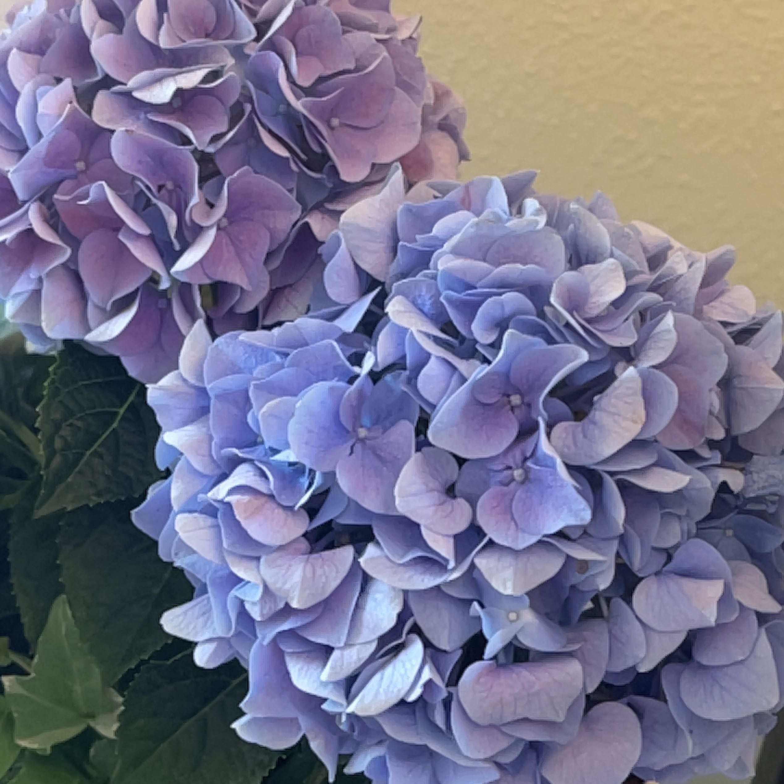 French Hydrangea with vibrant purple and blue flowers, appearing healthy.