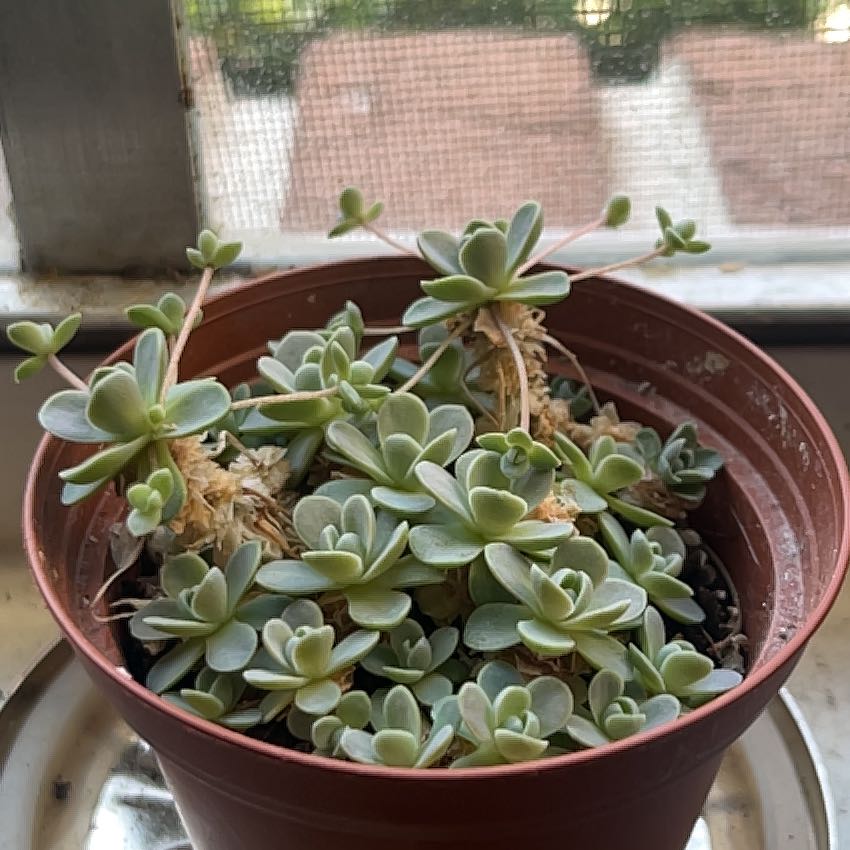 Photo of the plant species Chinese Dunce Cap by @NeatMostii named Athena on Greg, the plant care app