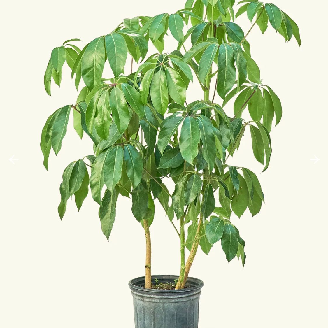 Healthy Octopus Tree (Schefflera actinophylla) in a pot with vibrant green leaves.