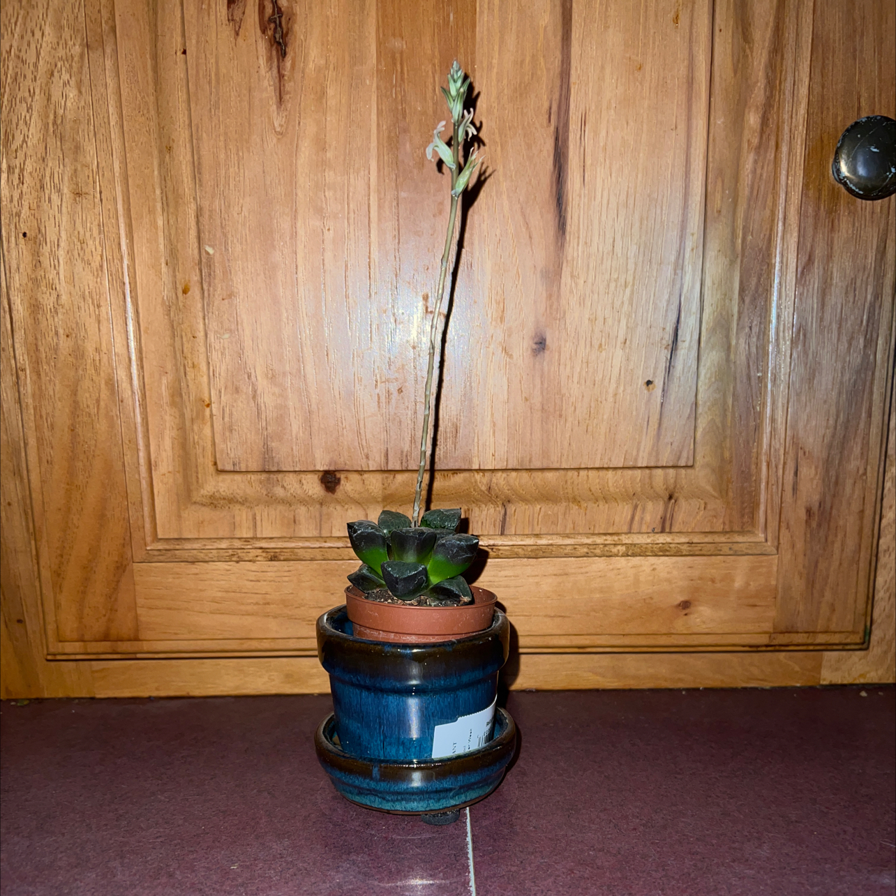 Photo of the plant species Crystal Bell by @FitDewberry named Achilles on Greg, the plant care app
