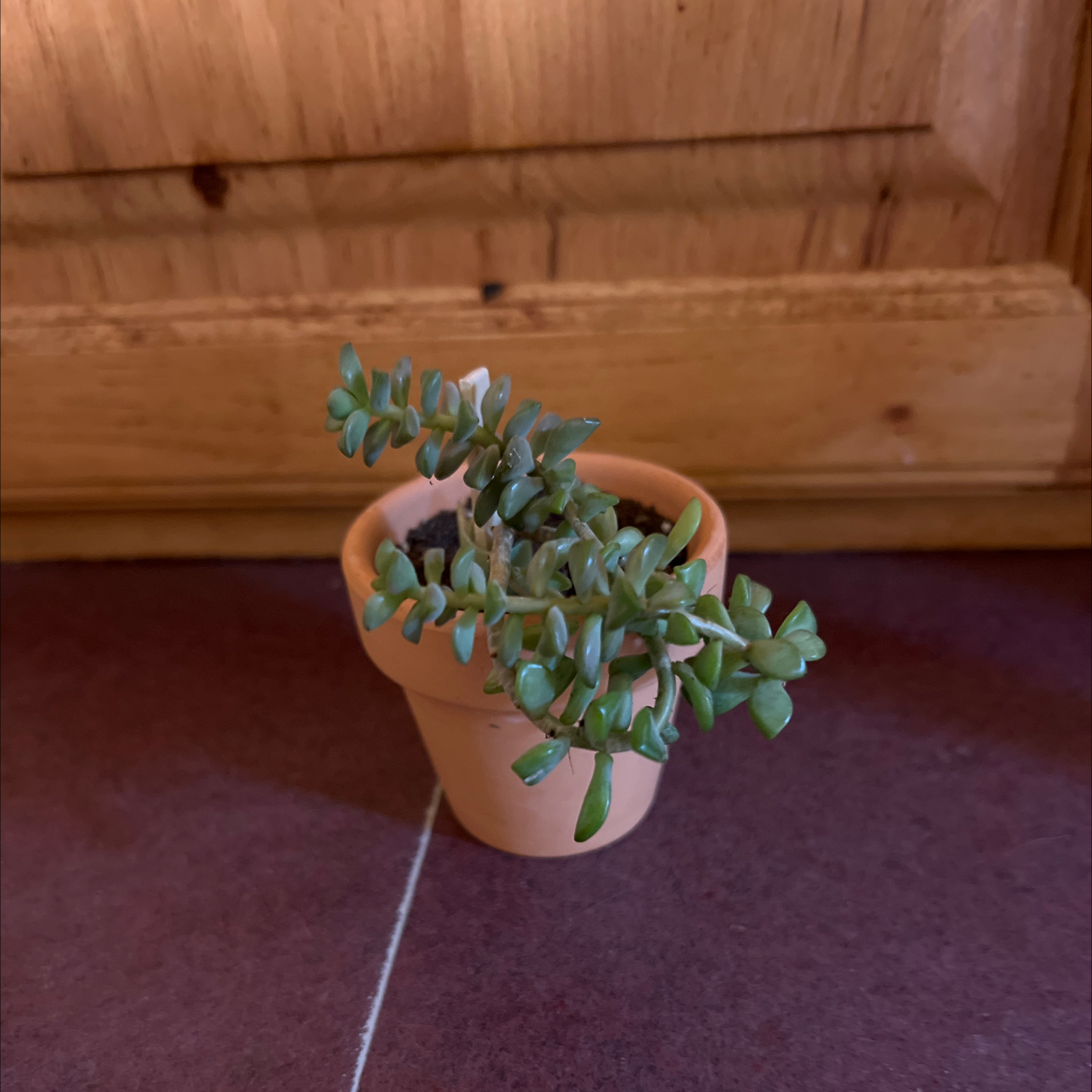 Photo of the plant species Pachyphytum kimnachii 'Moran' by @FitDewberry named #1 Peanut The Survivor on Greg, the plant care app