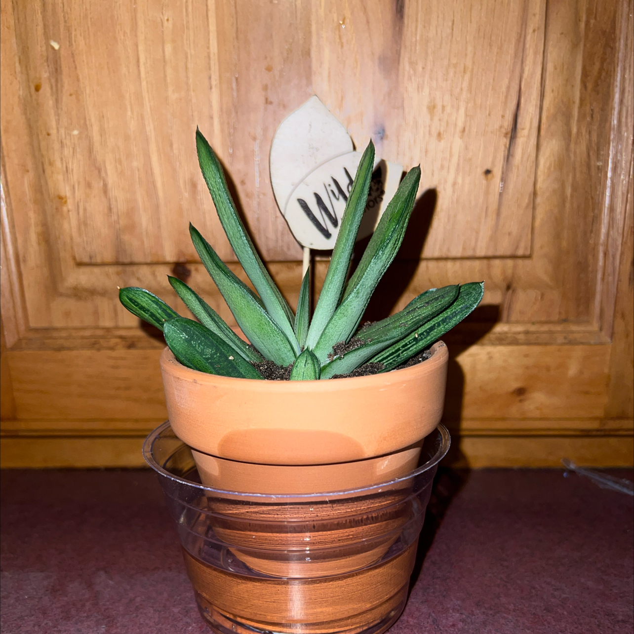Photo of the plant species Knoppies Gasteria by @FitDewberry named Sanders on Greg, the plant care app
