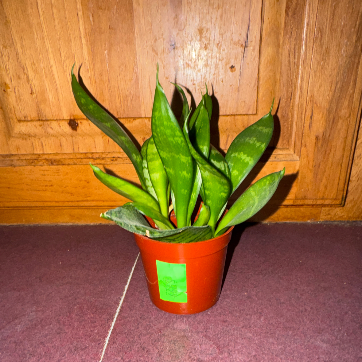 Photo of the plant species Koi Fin Snake Plant by @FitDewberry named Koromo on Greg, the plant care app