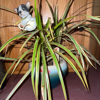 Dracaena marginata 'Bicolor' plant in Eau Claire, Wisconsin