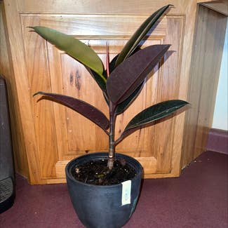 Rubber Plant plant in Eau Claire, Wisconsin