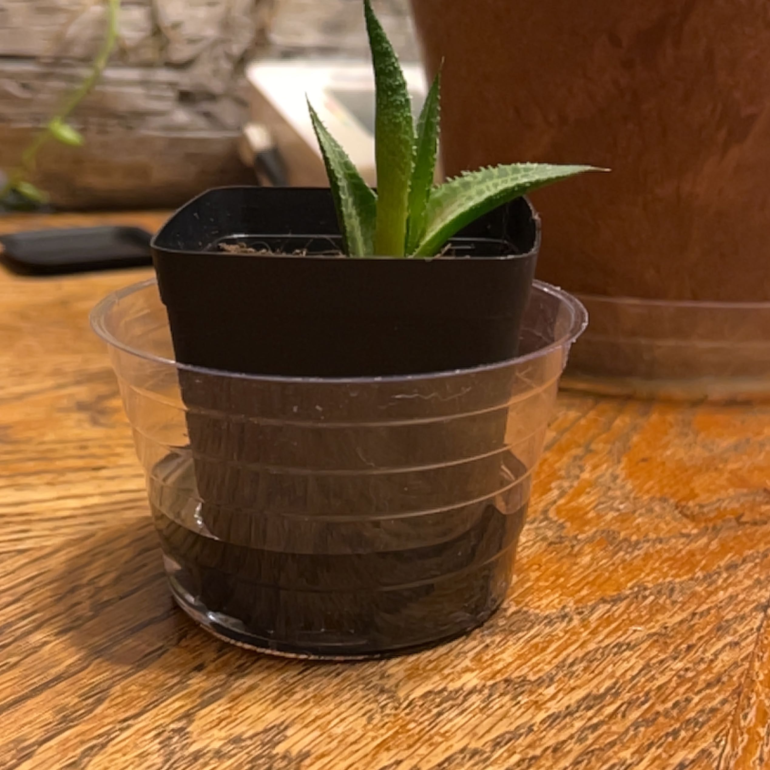 Why Are My Haworthia venosa Leaves Falling Over?