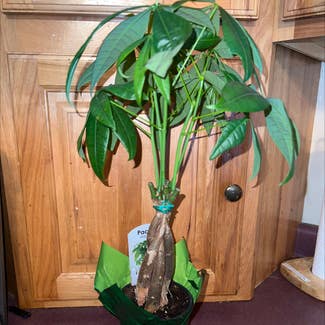 Money Tree plant in Eau Claire, Wisconsin
