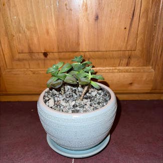 Jade plant in Eau Claire, Wisconsin