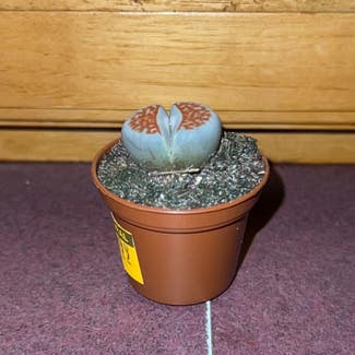 Lithops plant in Eau Claire, Wisconsin