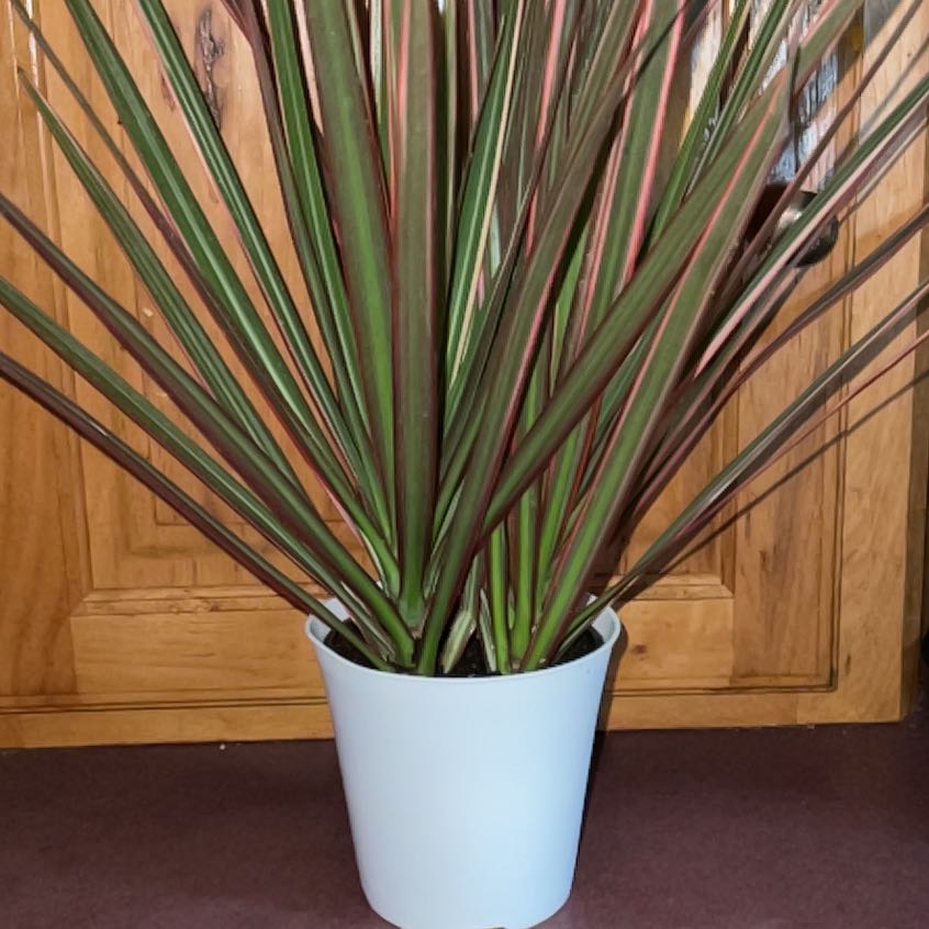 Photo of the plant species Song of India by @FitDewberry named Tolkien on Greg, the plant care app