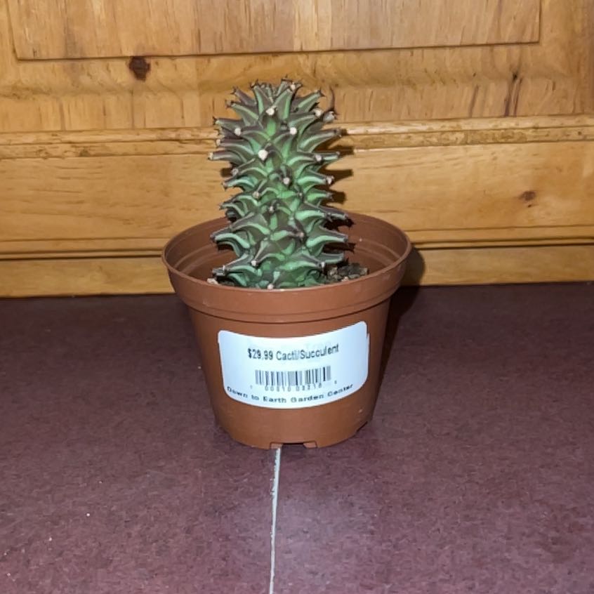 Photo of the plant species Sausage Spurge by @FitDewberry named Aristotle on Greg, the plant care app