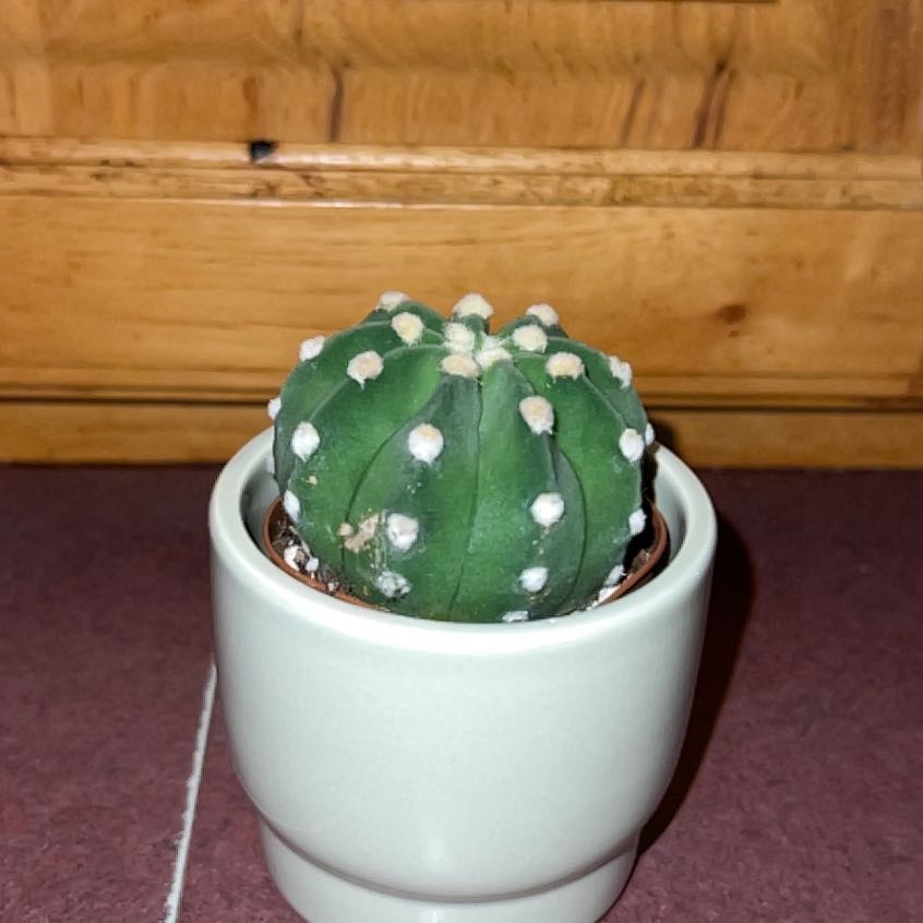 Photo of the plant species Variegated Domino Cactus by @FitDewberry named Domino on Greg, the plant care app