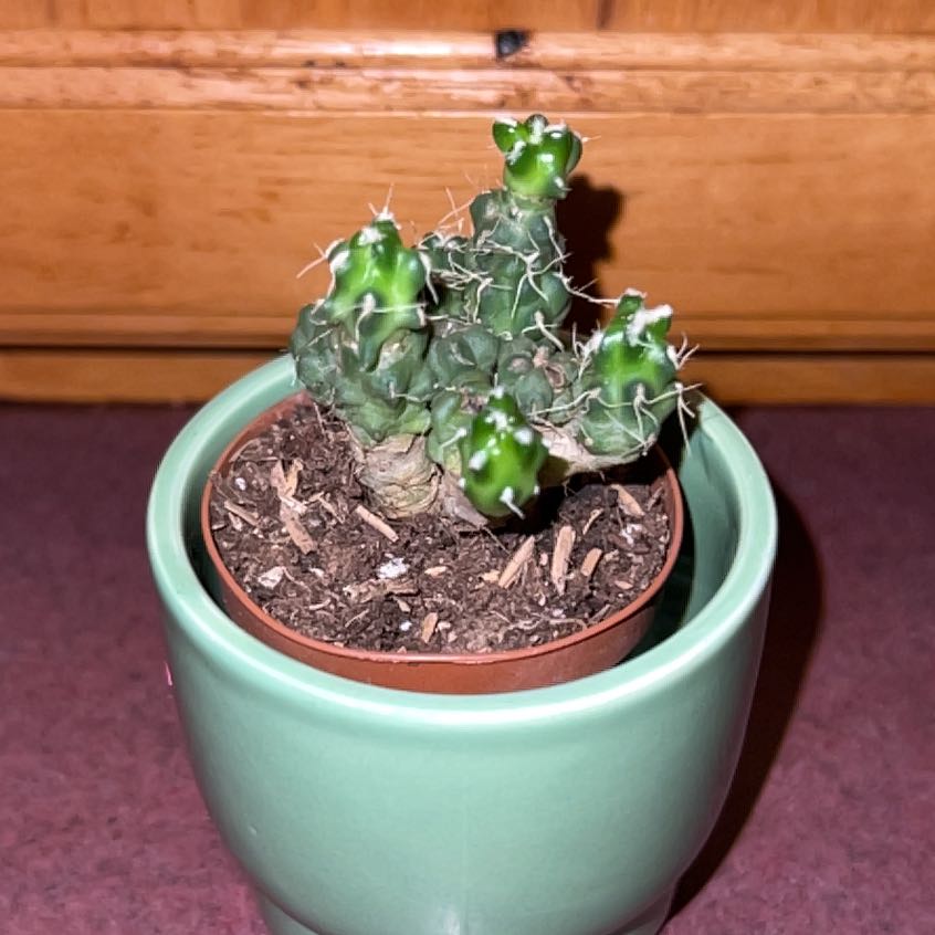 Photo of the plant species Maihueniopsis Subterranea by @FitDewberry named Mojave on Greg, the plant care app
