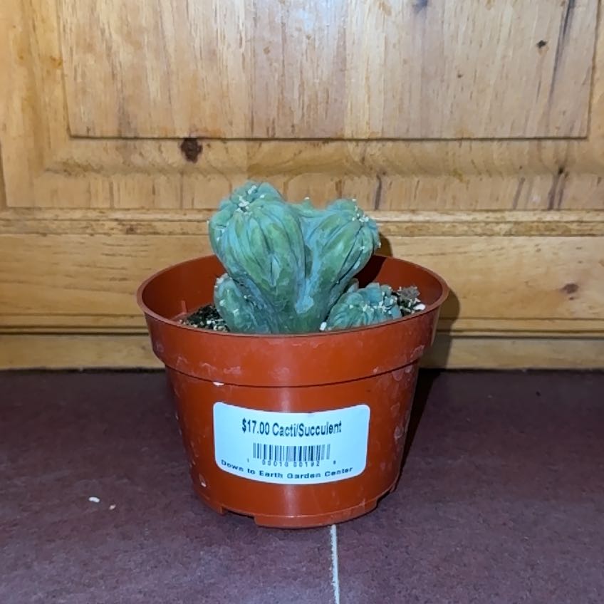 Photo of the plant species Bilberry Cactus by @FitDewberry named Knox on Greg, the plant care app