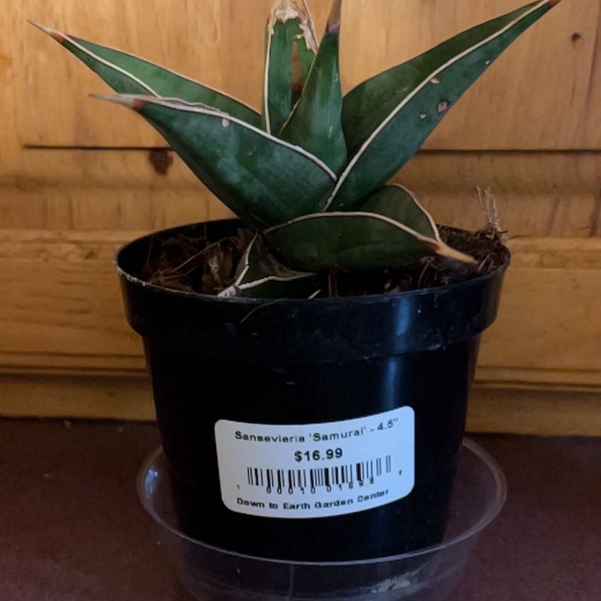 Photo of the plant species Sansevieria 'Samurai' by @FitDewberry named Rainier on Greg, the plant care app