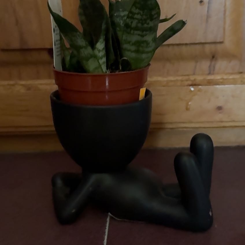 Photo of the plant species Koi Fin Snake Plant by @FitDewberry named Pax on Greg, the plant care app