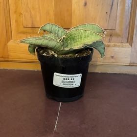 Photo of the plant species Snake Plant Silver Blue by @FitDewberry named Emerson on Greg, the plant care app