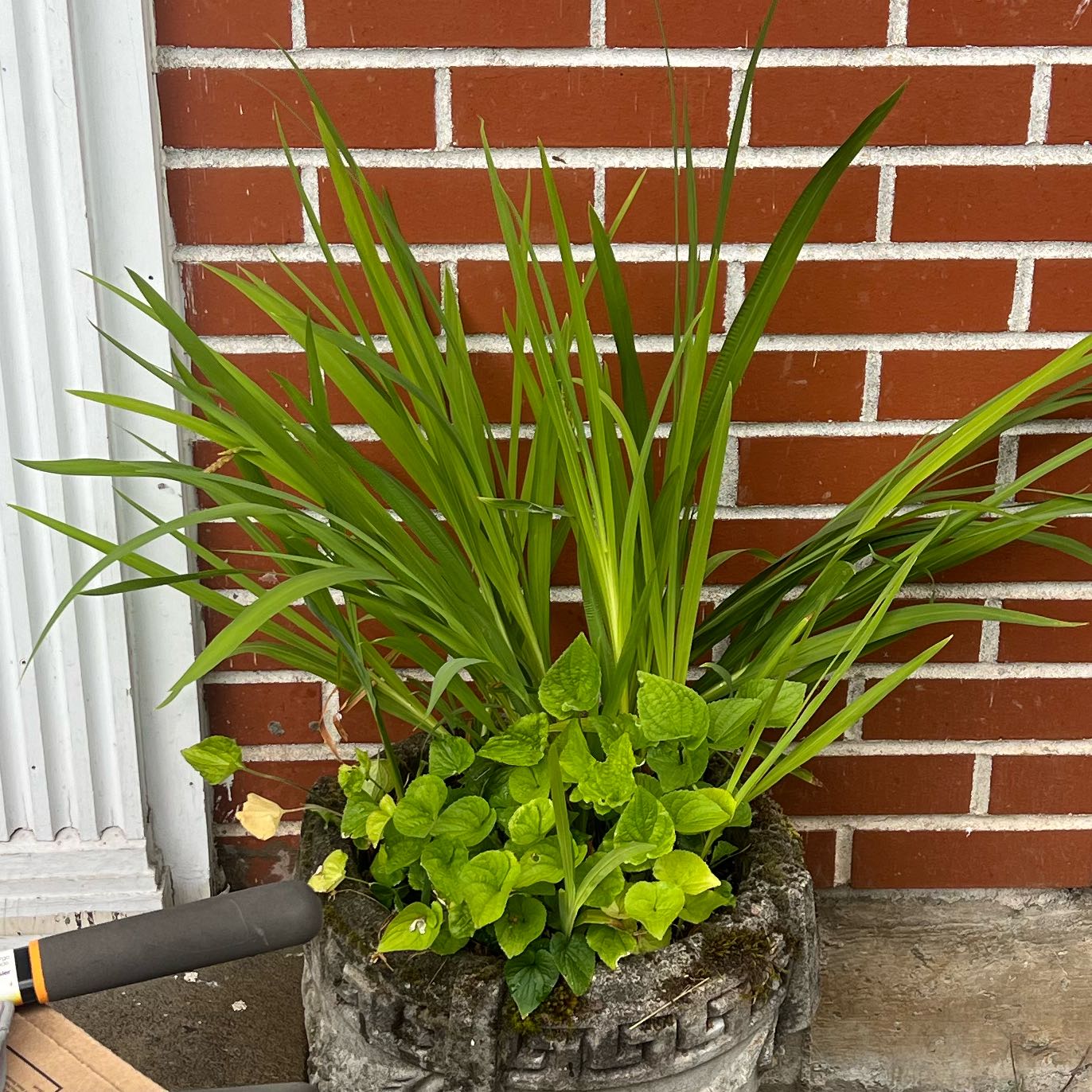 Photo of the plant species Montbretia by @ZingTupeia named Mollie on Greg, the plant care app