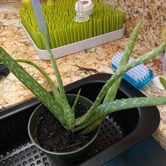 Aloe vera plant in Delray Beach, Florida