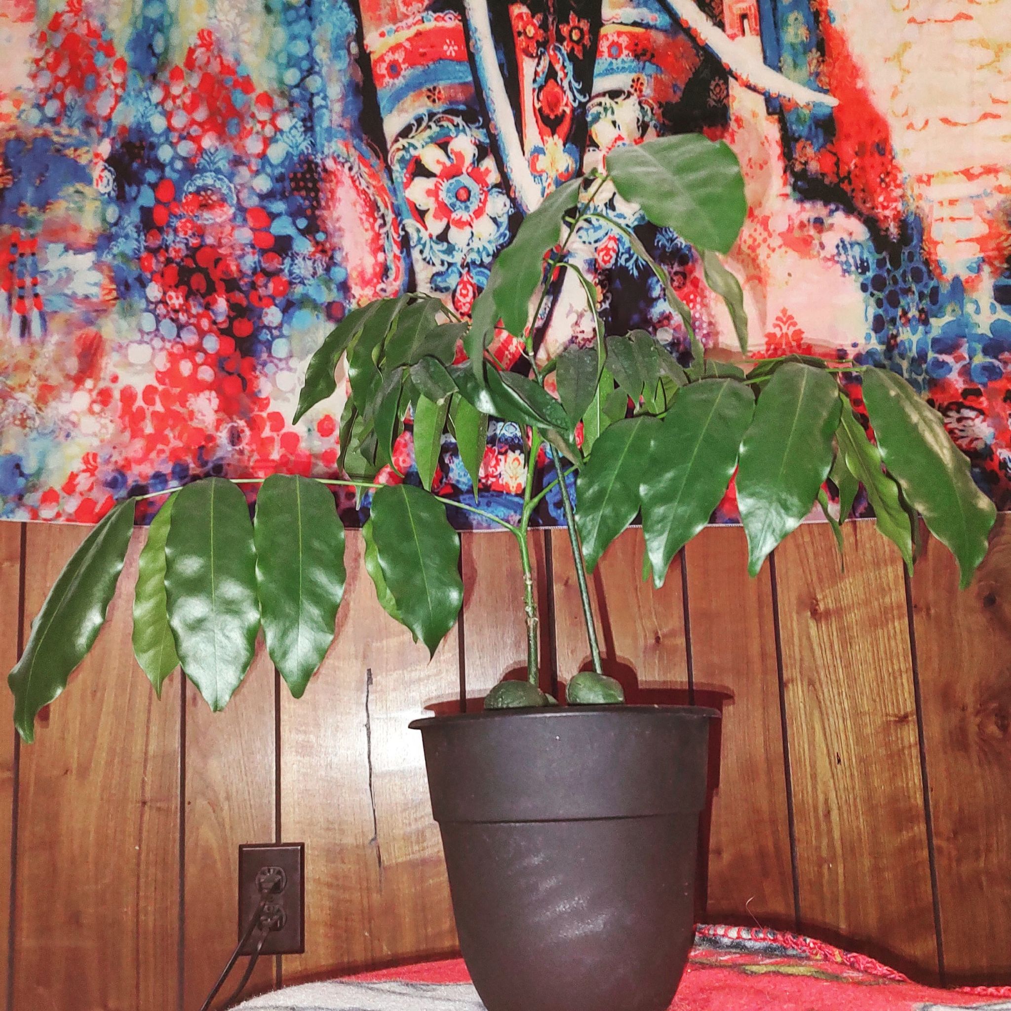 Lucky Bean Tree