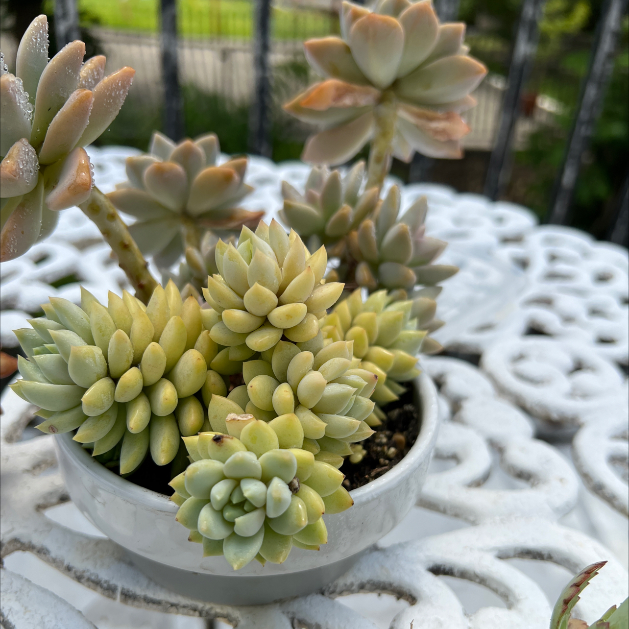 Crassula mesembryanthemoides plant in a small pot on a white table.