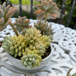 Crassula mesembryanthemoides plant photo by @abigail974 named James Dean on Greg, the plant care app.
