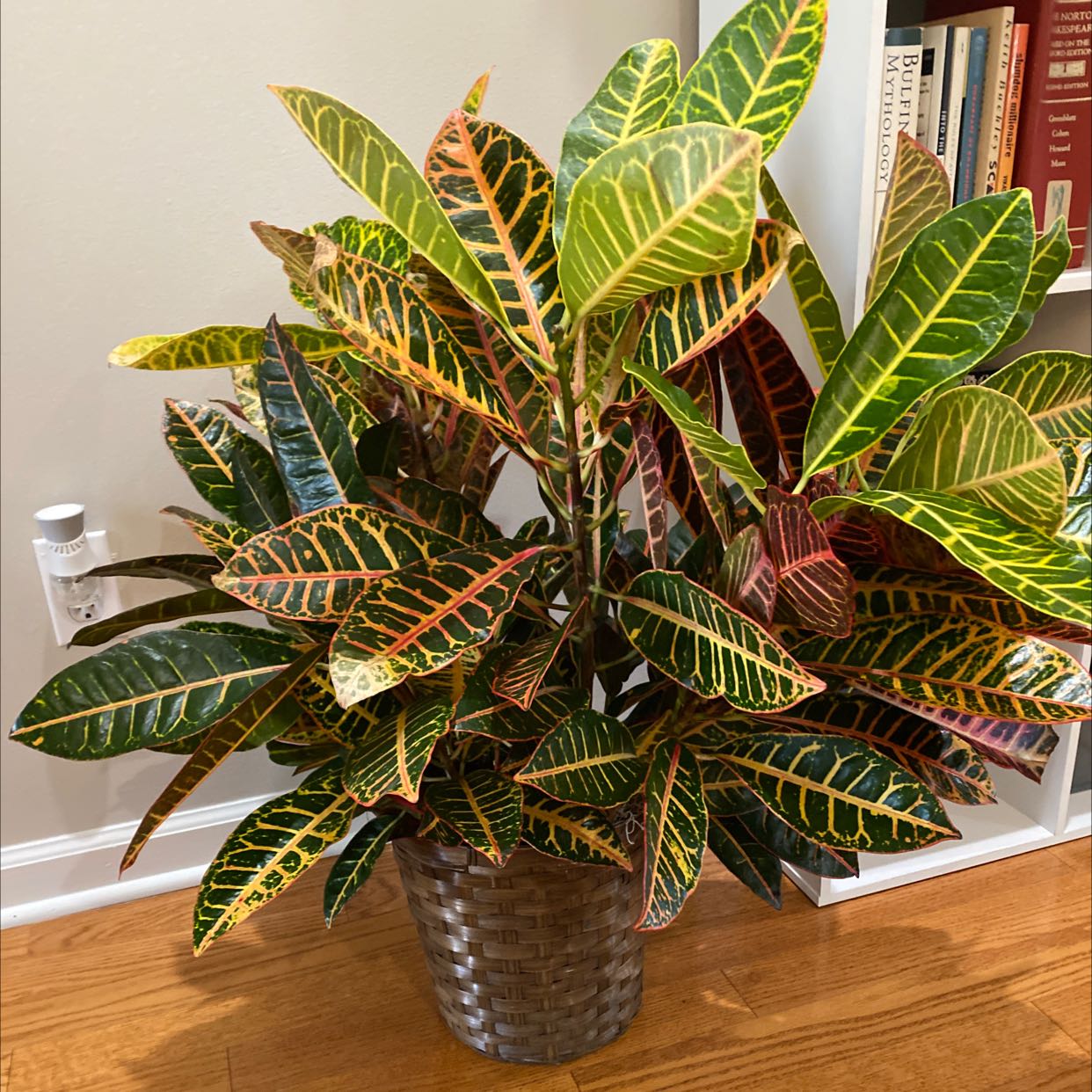Photo of the plant species Gold Dust Croton by @YiftSedum named Tiger on Greg, the plant care app