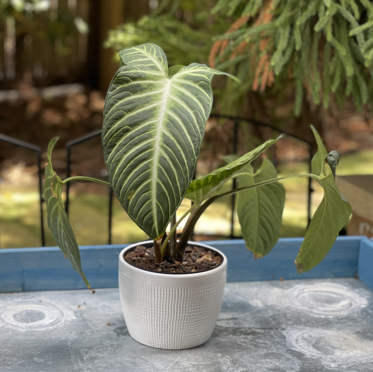 Potted Xanthosoma Angel wings plant with large leaves in a garden setting.