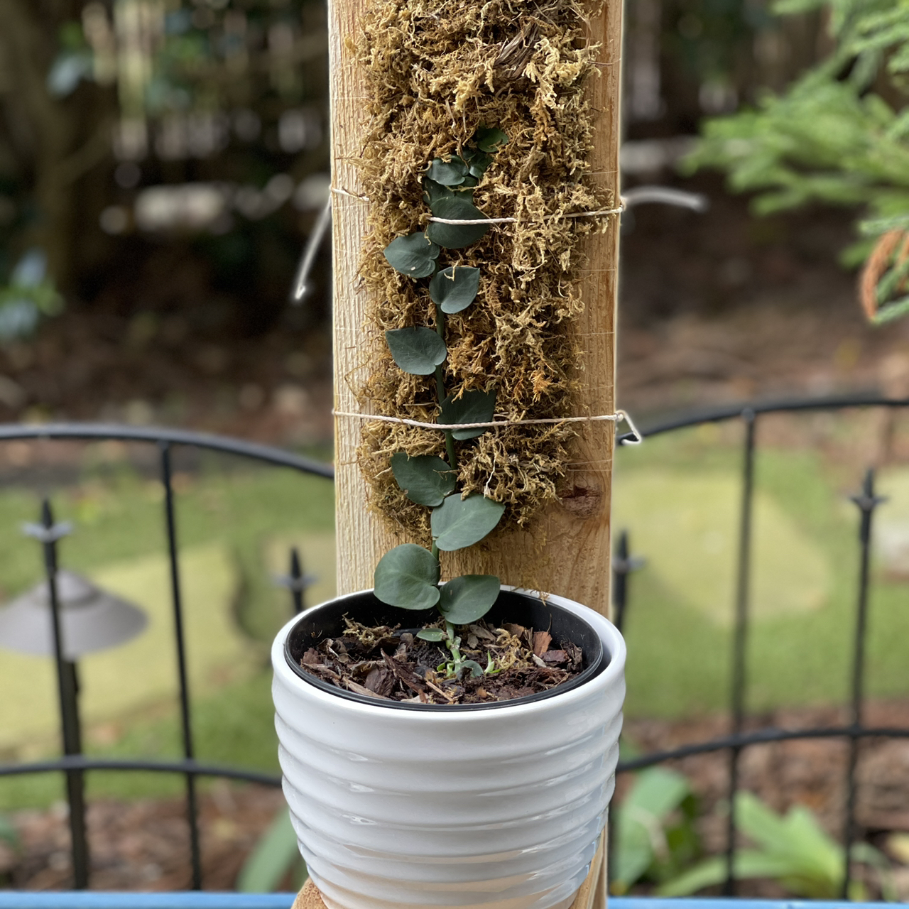Rhaphidophora hayi plant climbing a moss pole in a white pot.
