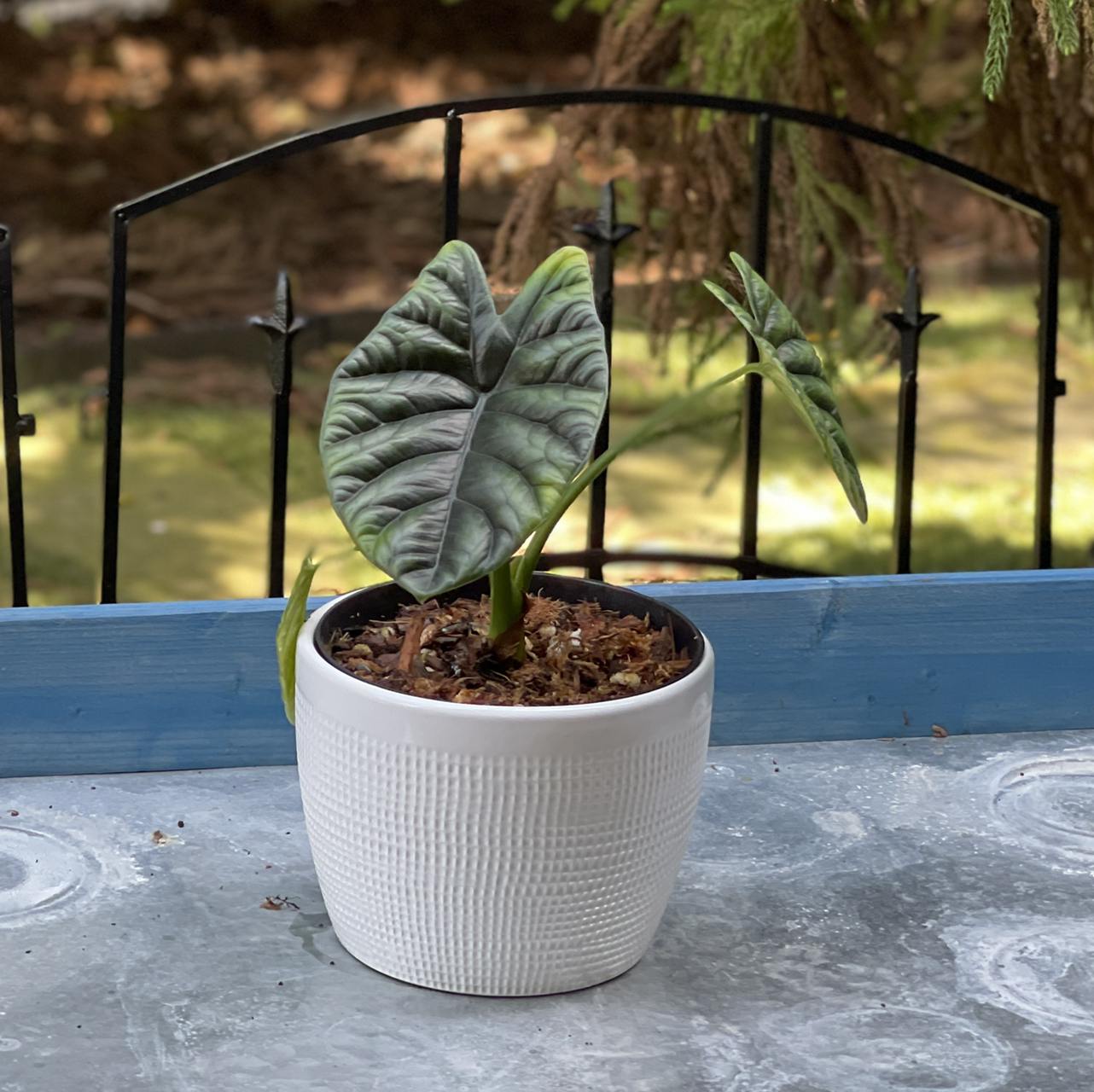 Jewel Alocasia plant in a white pot with visible soil, well-framed and in focus.